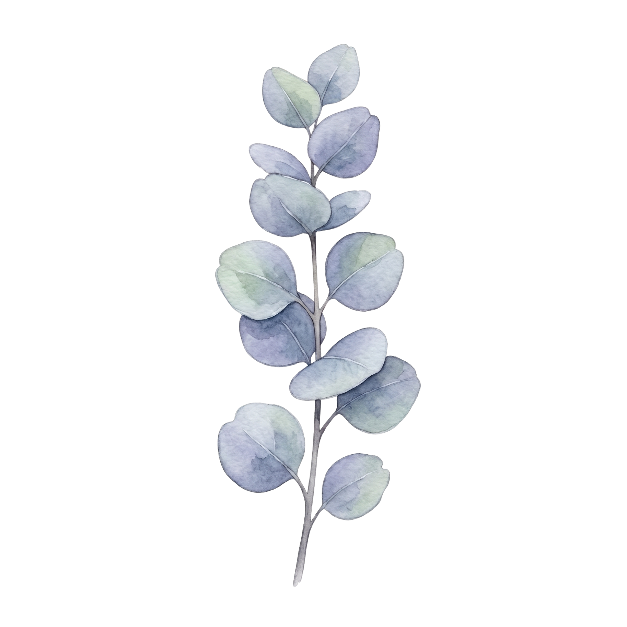 Eucalyptus