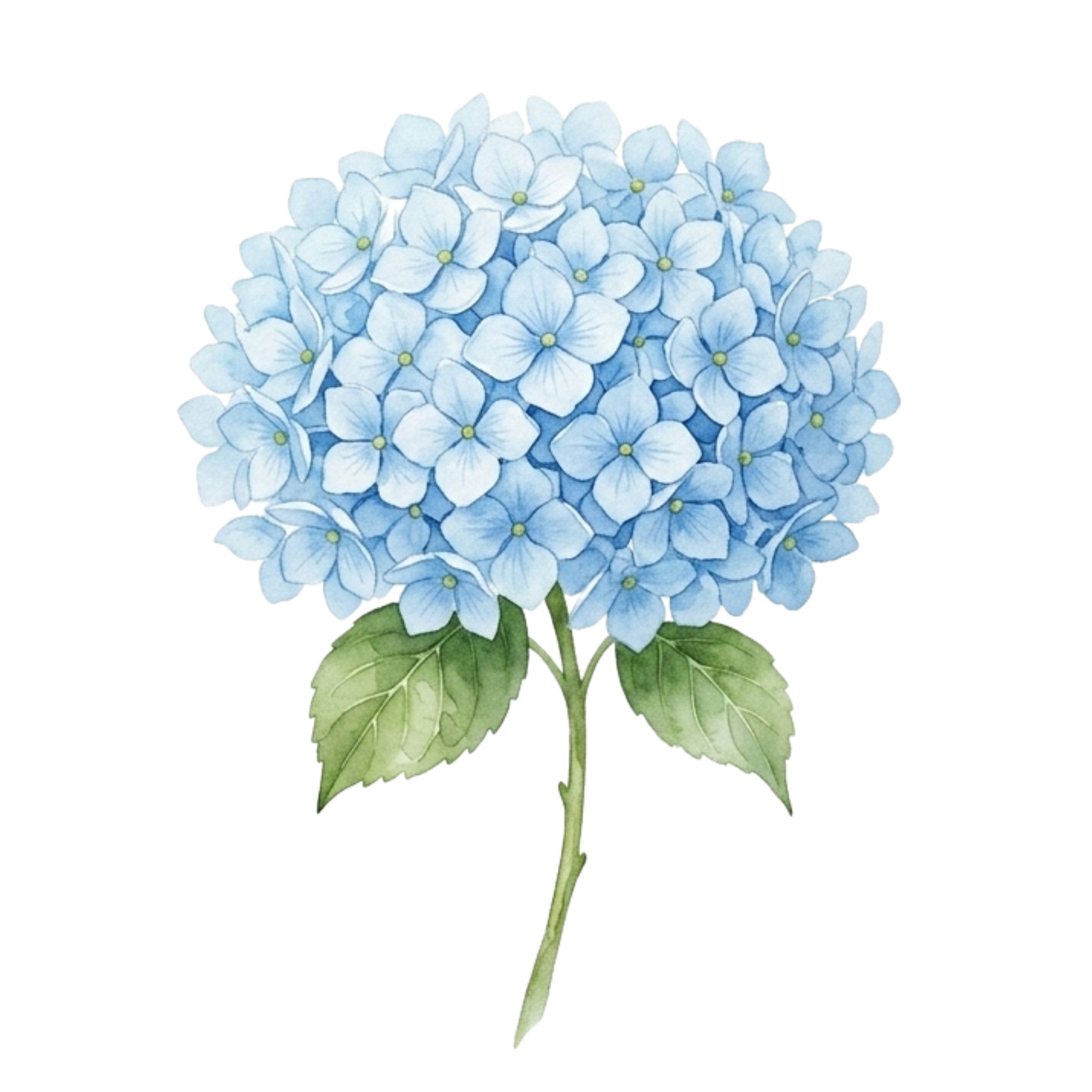 Hydrangea