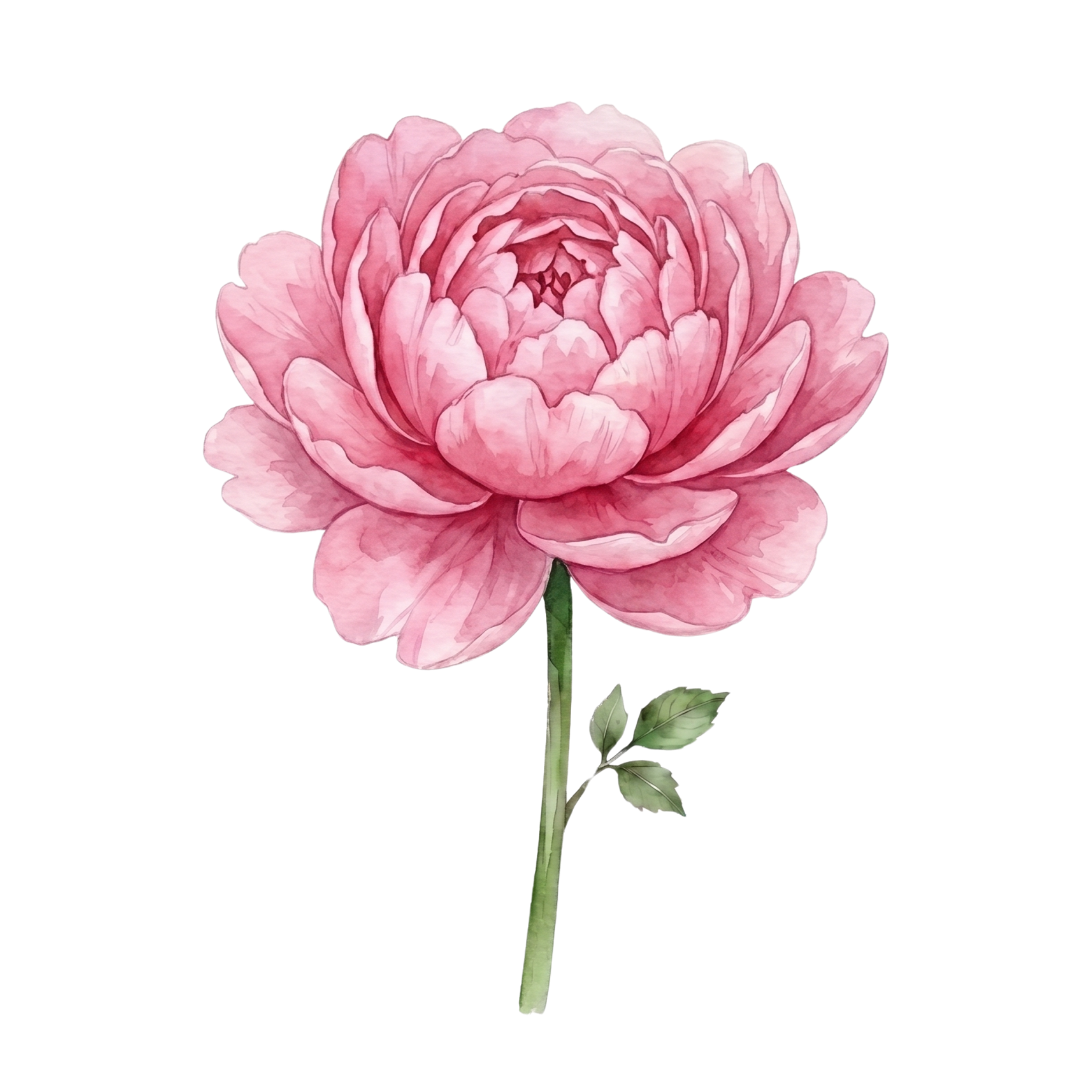 Peony