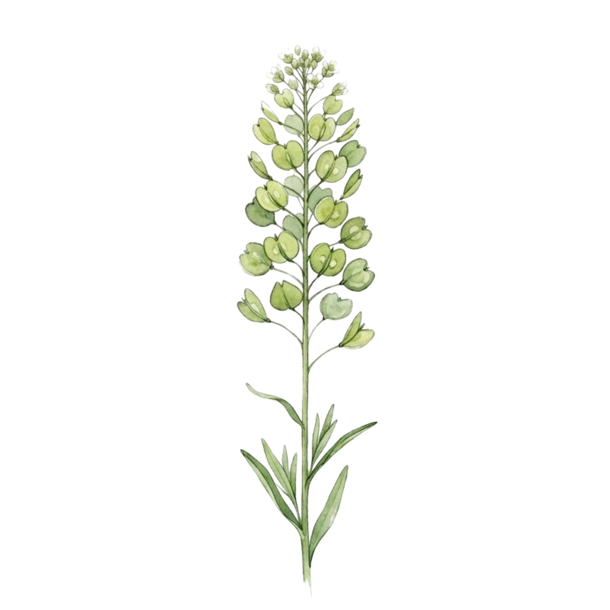 Thlaspi