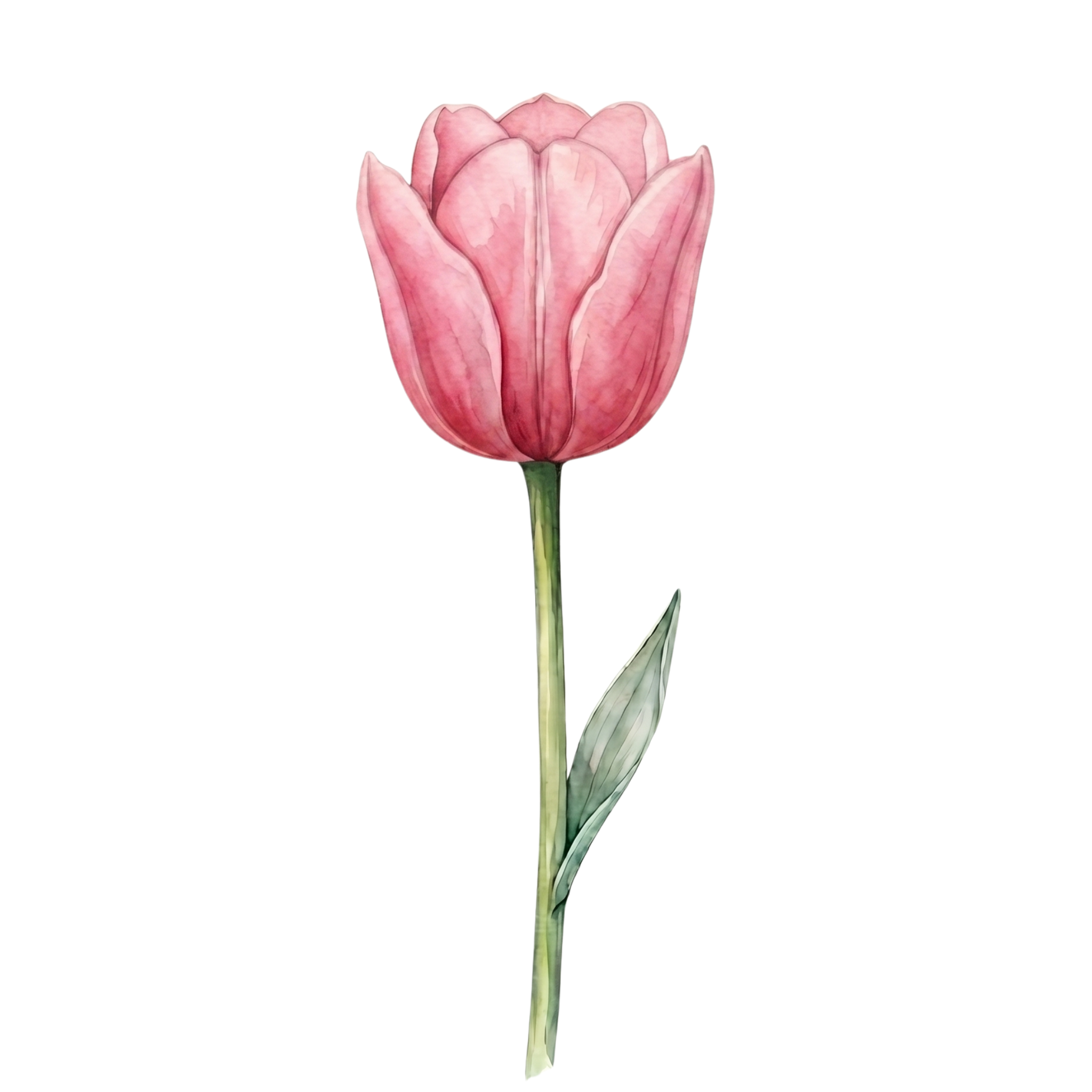 Tulip